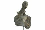 Fossil Sauropod Caudal Vertebra with Metal Stand - Colorado #335454-5